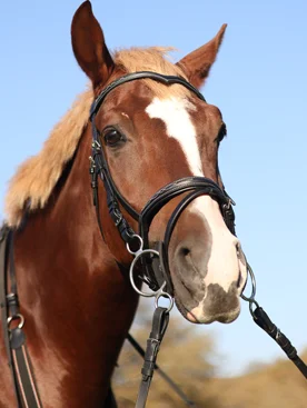 Deri Başlık (horka) Pony Görsel 3