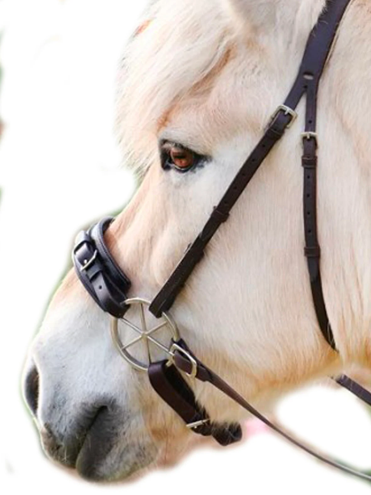 Hackamore Gem Görsel 2