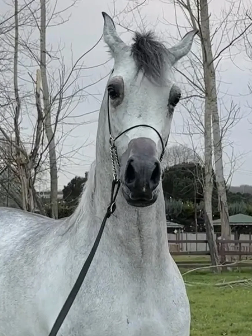 Zincirli Yular Ve Deri Yular İpi Görsel 2